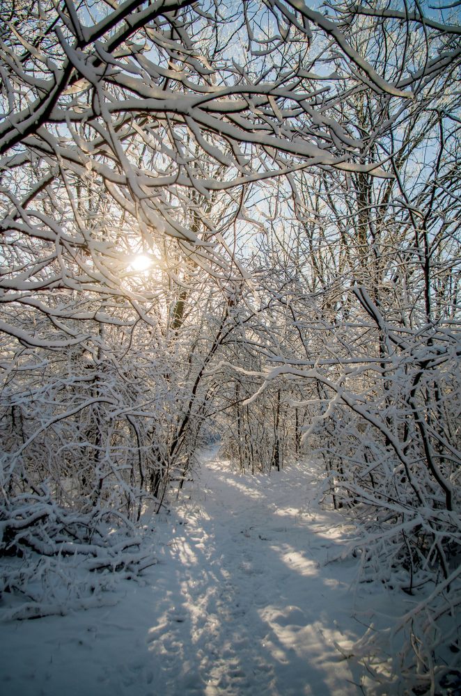 Мороз и солнце