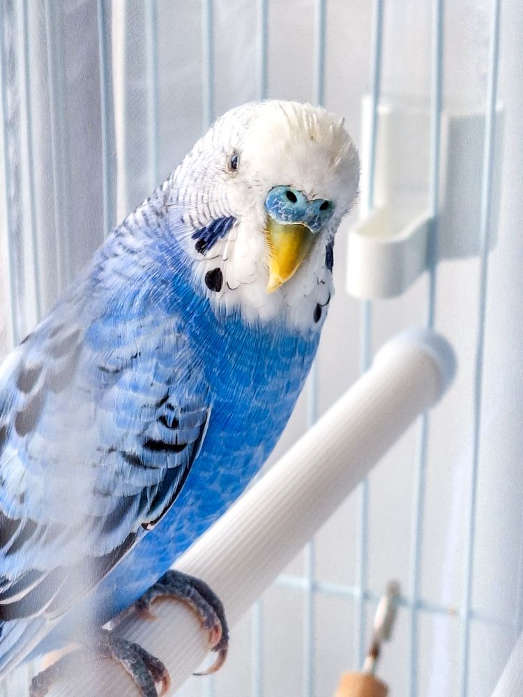 Малыш с оперением зимнего оттенка