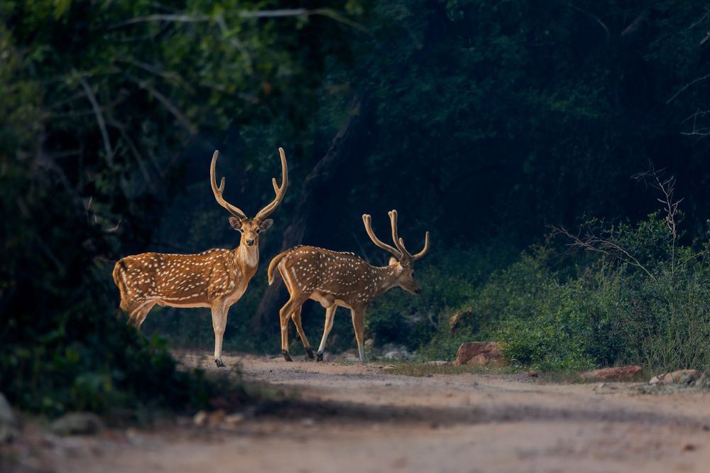 Фотография автора Aniket shekhar