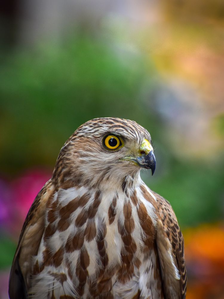 Portrait of Shikra