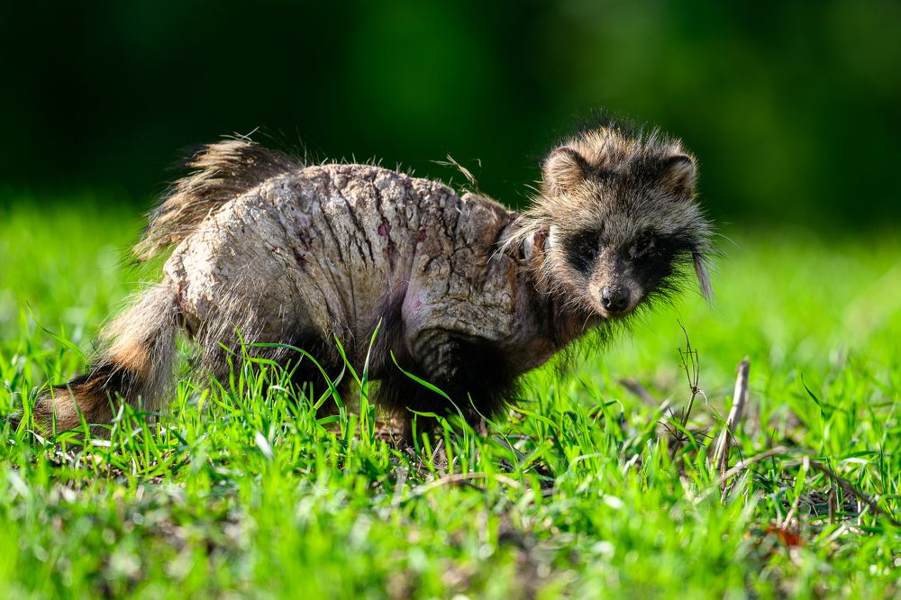 Photograph by Kreicbergs Maris