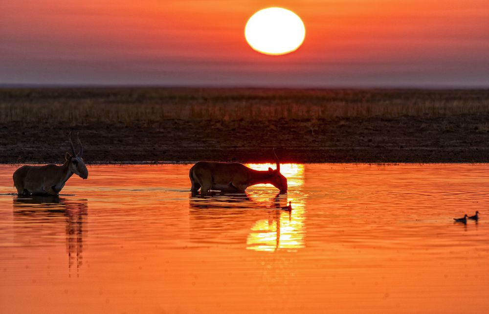 Незабываемый восход с сайгаками.