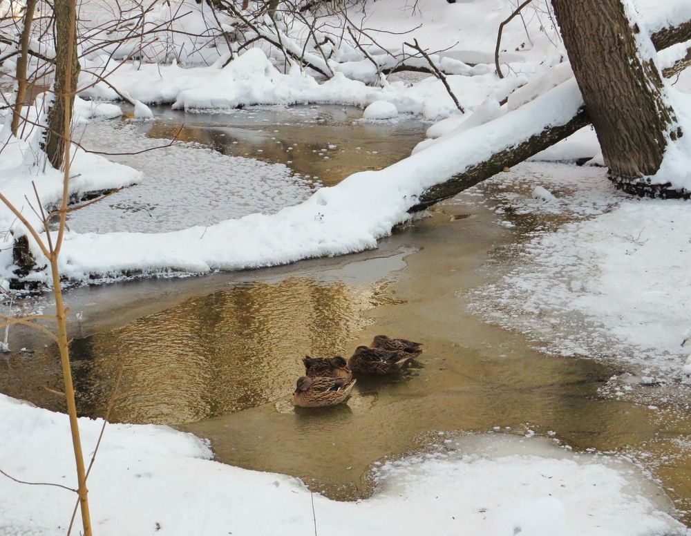Утки в полынье