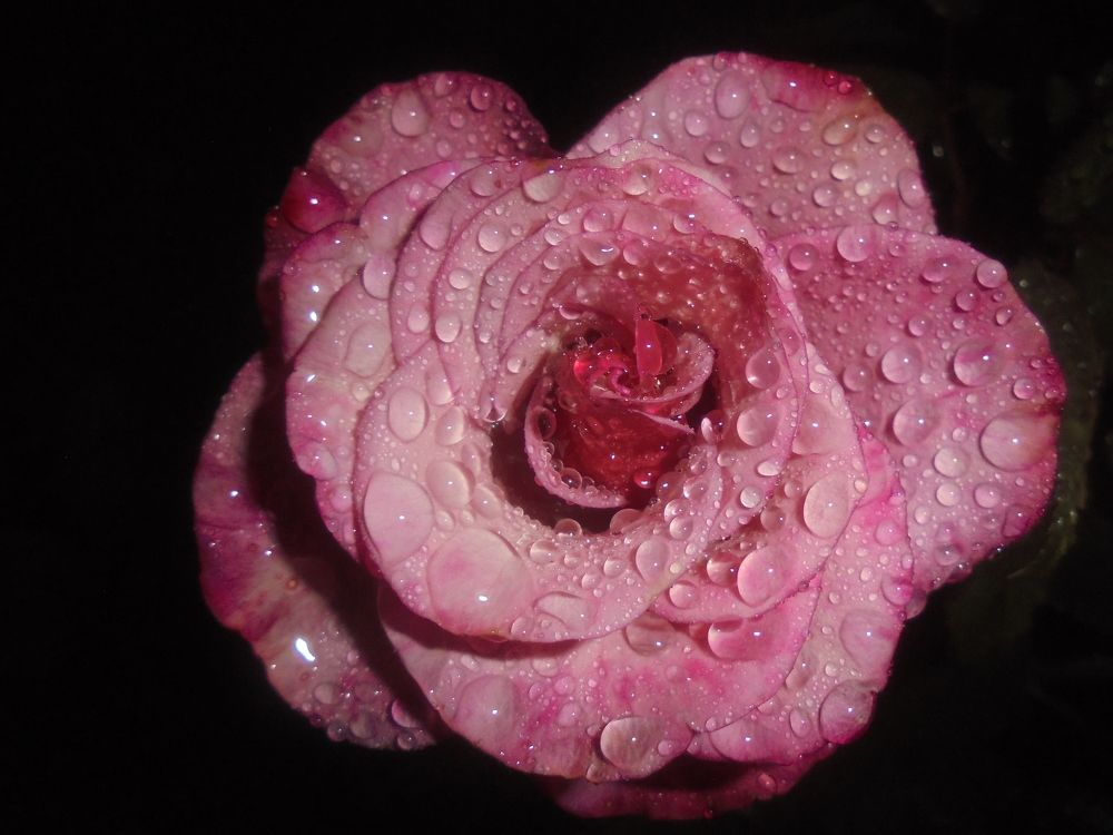 Роза цвета фуксии.