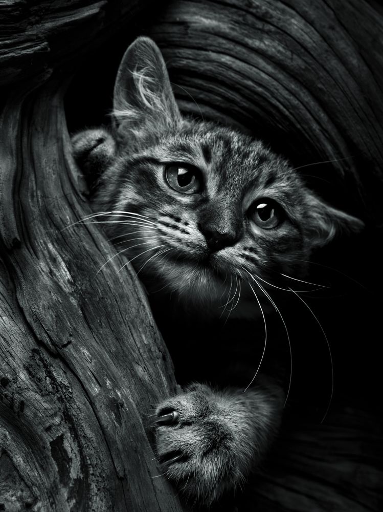 Photograph by Evgeniy Savikov