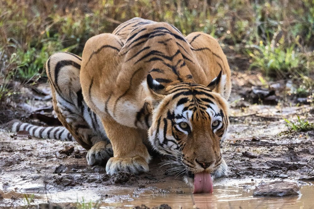 Фотография автора Viraj Kale