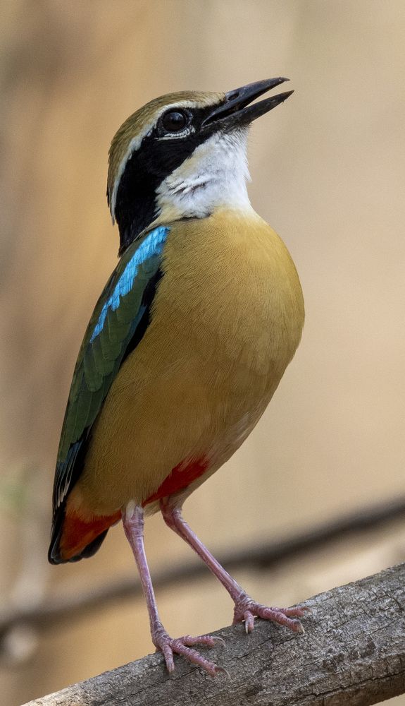 Фотография автора Viraj Kale