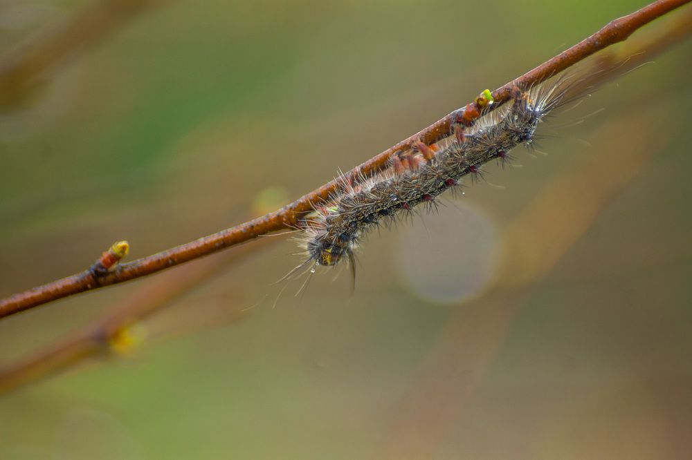 Непарный шелкопряд (Ocneria dispar)