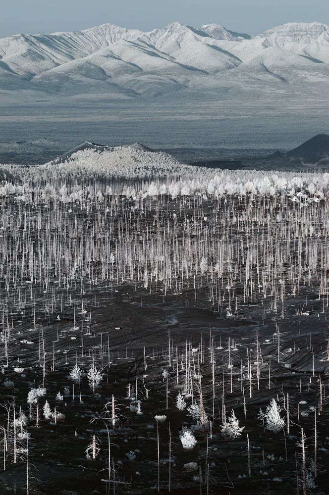 Мертвый лес