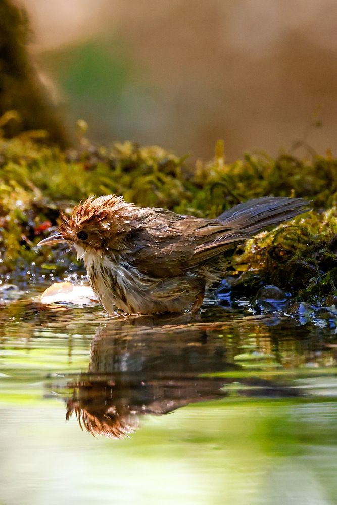 Фотография автора Viraj Kale