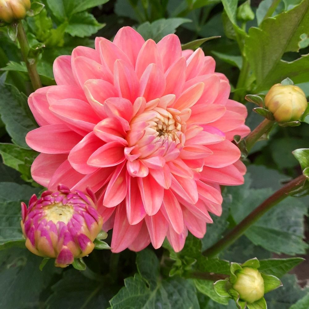 Фотография автора Олеся