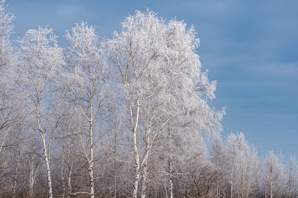 Заиндевевшие березы