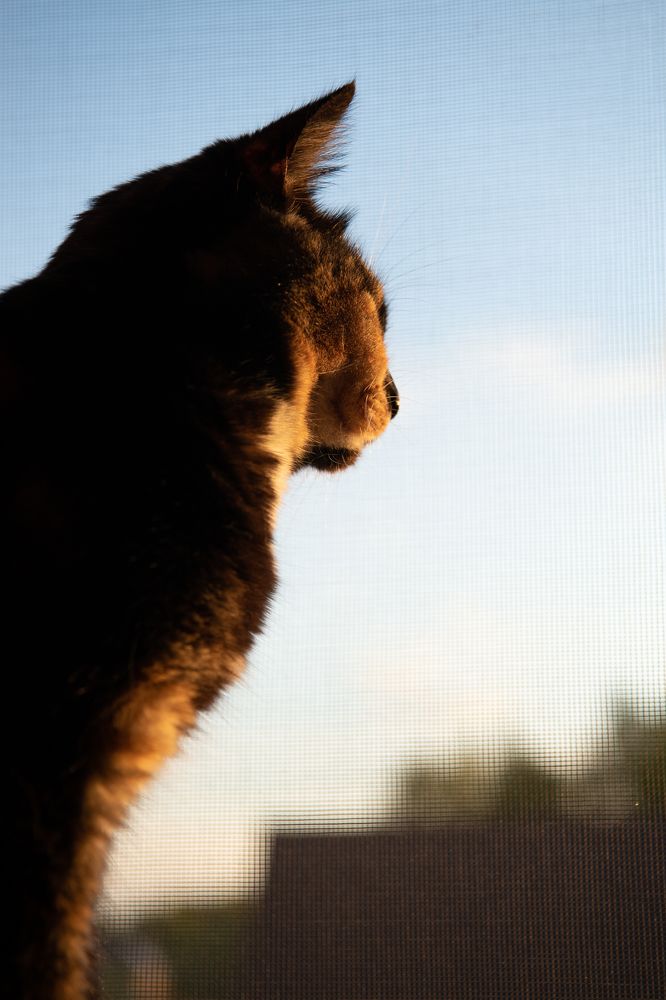 Фотография автора Екатерина Лапаева