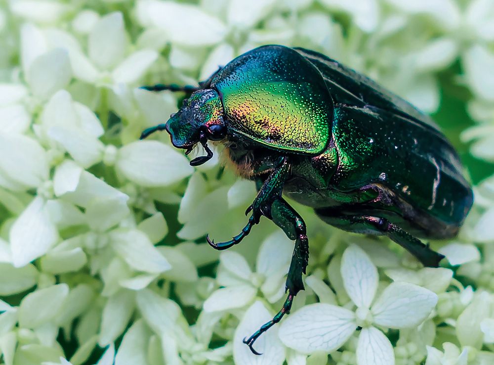 Золотистая бронзовка на белой гортензии