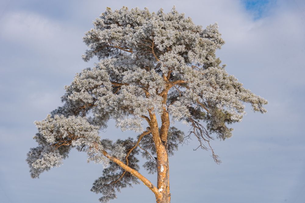 Заиндевевшая Сосна