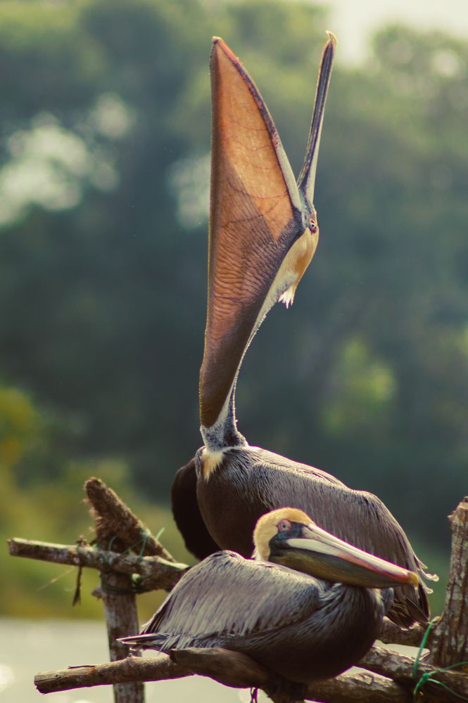El bostezo de la naturaleza