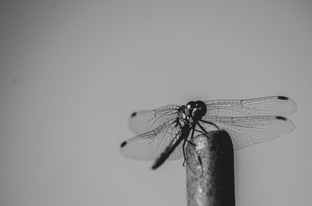 Photograph by Артём Серегин