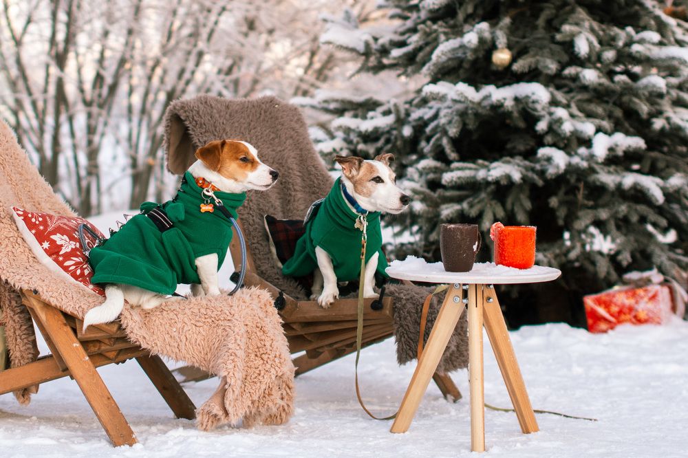 Чаепитие дракончиков-джеков