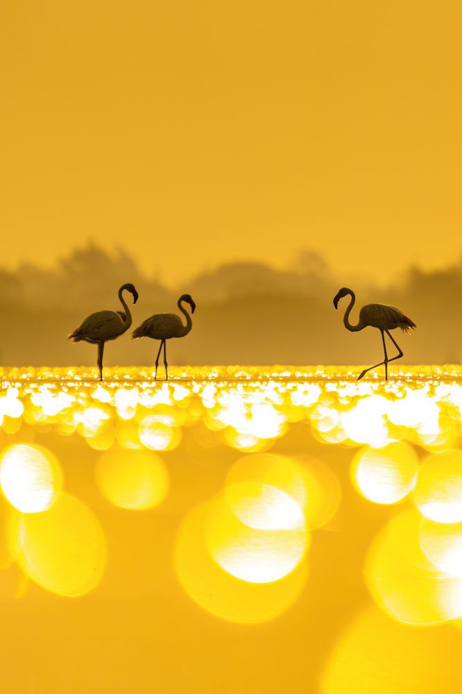 Фотография автора Naveen Kumar