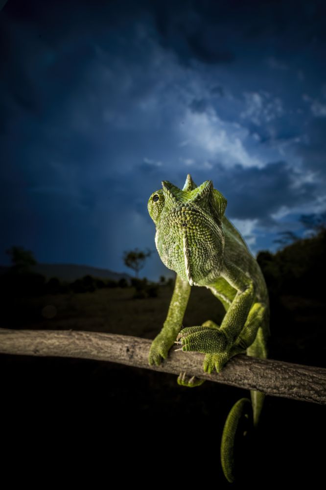 Фотография автора Naveen Kumar