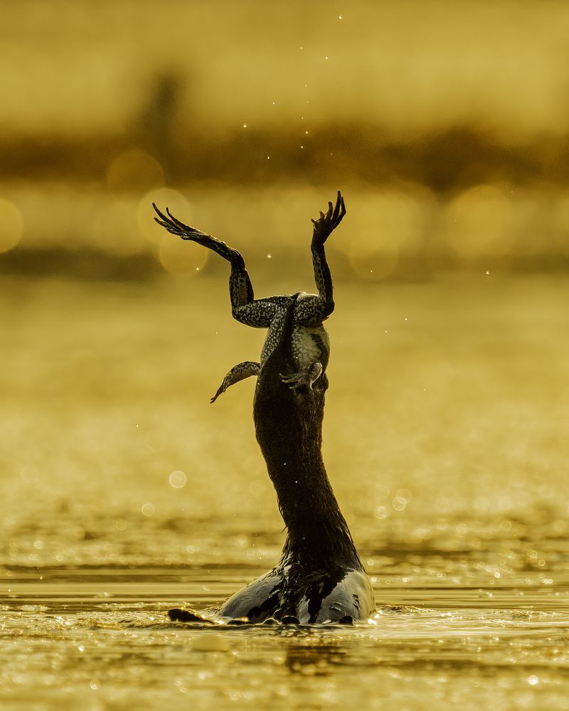 Фотография автора Naveen Kumar