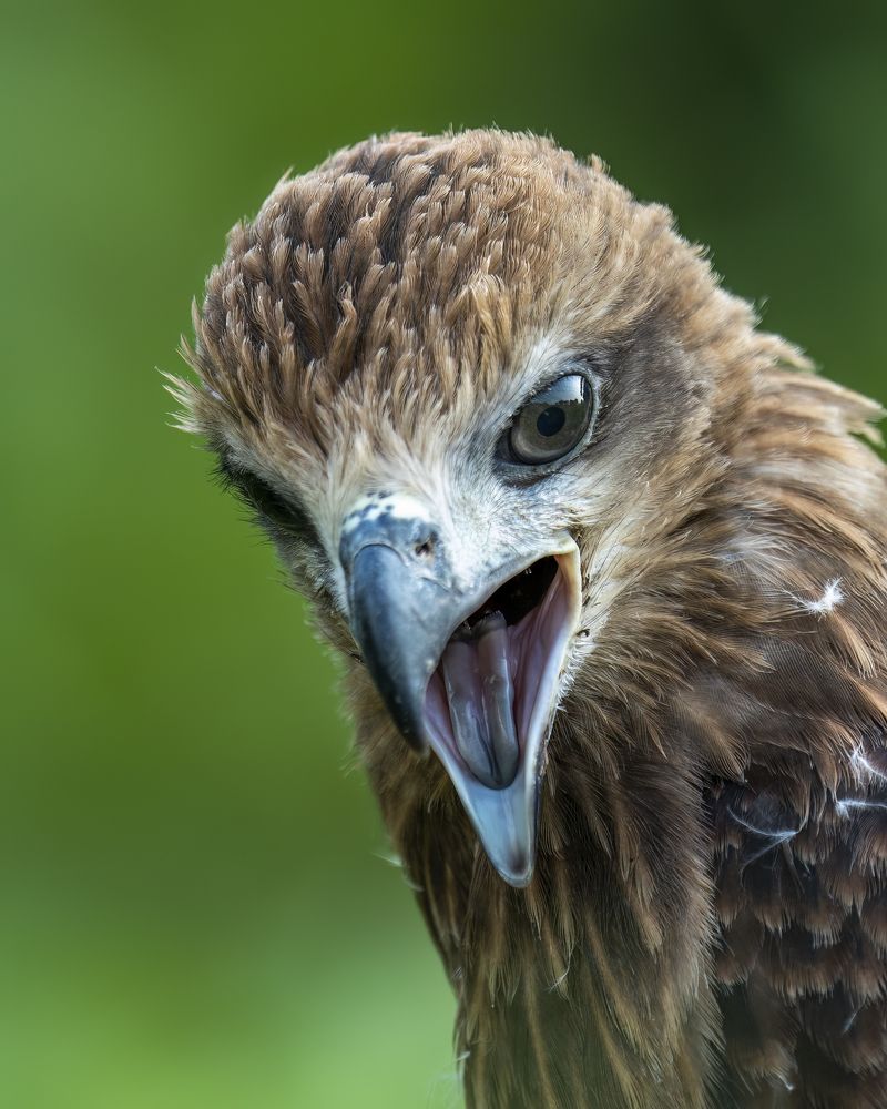 Фотография автора Naveen Kumar