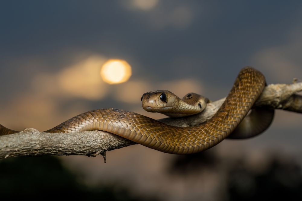 Photograph by Naveen Kumar