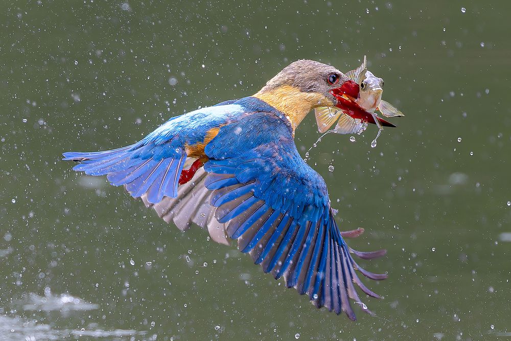 Photograph by PARTHA ROY