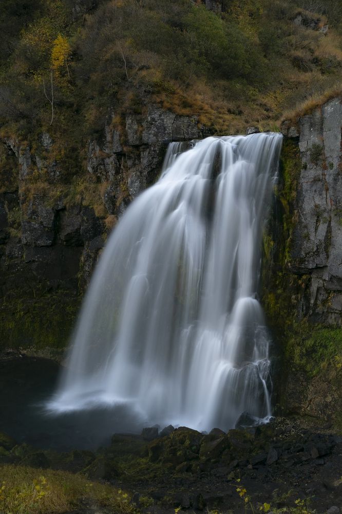 Осенний Снежный барс