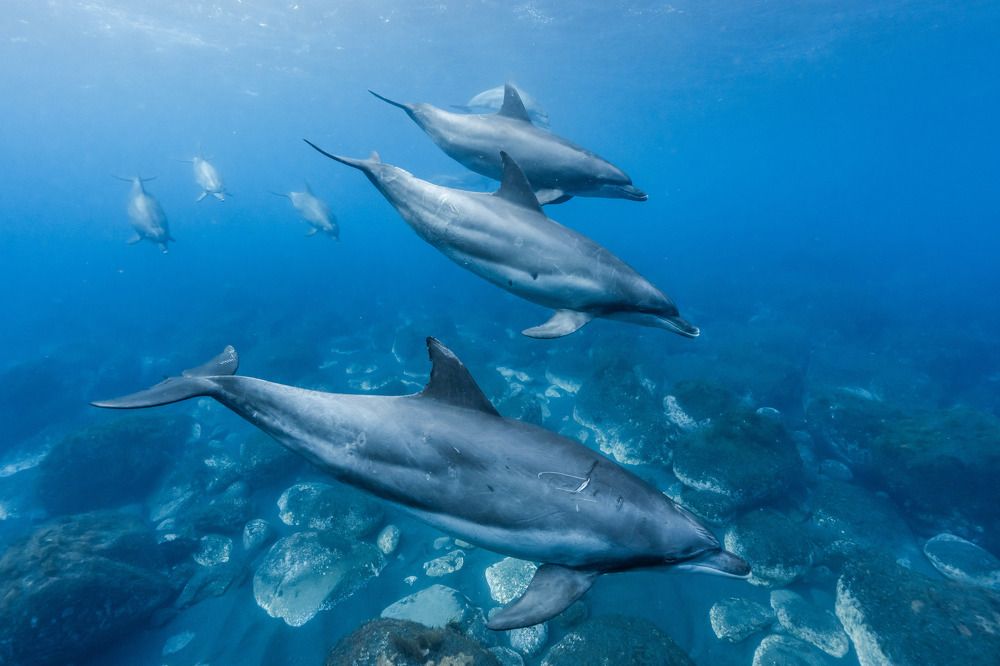 Dolphins sleeping