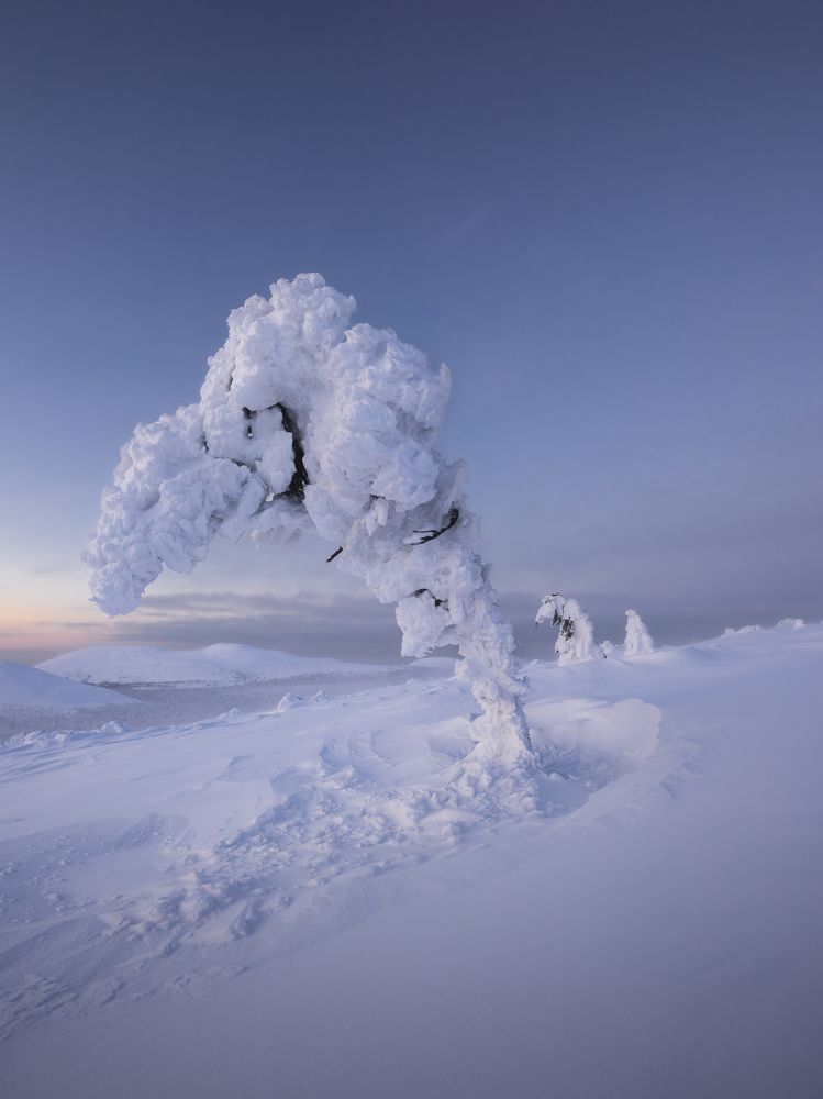 Сон, вызванный полётом пчелы вокруг граната, за секунду до пробуждения
