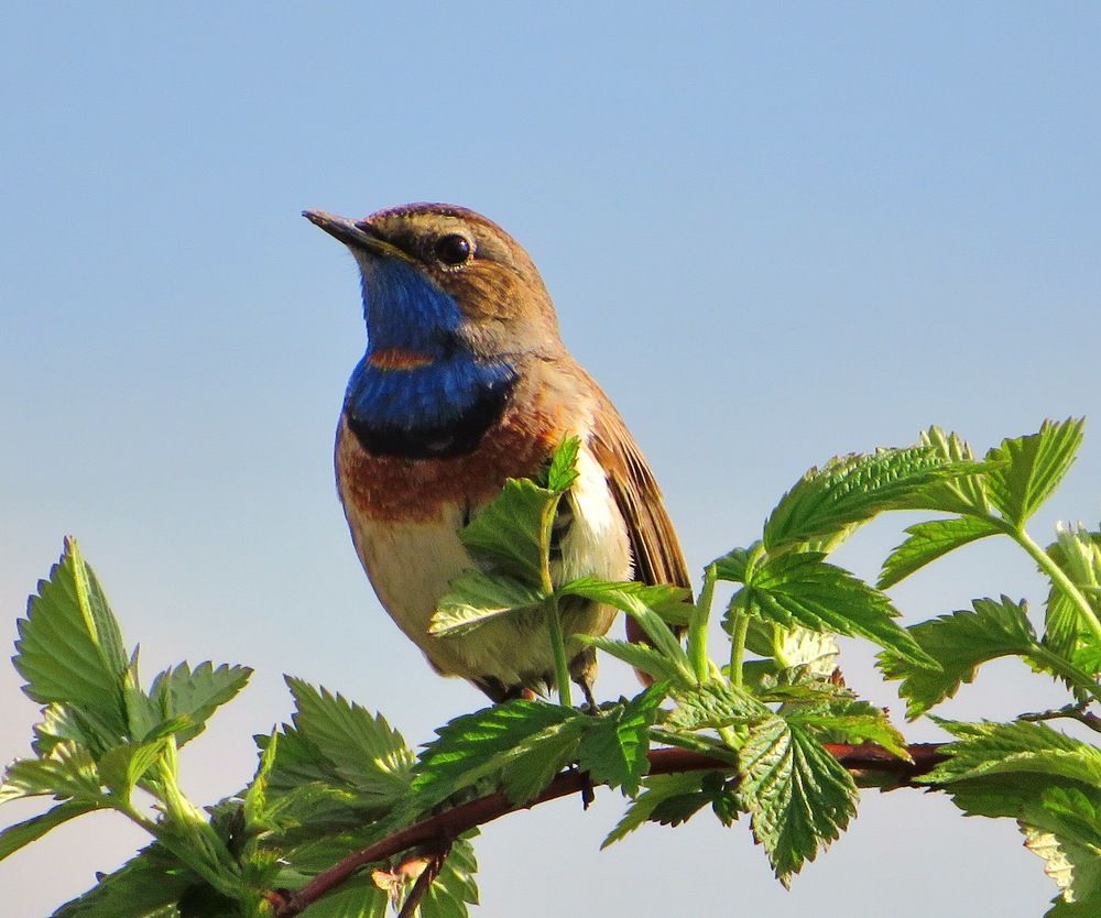 Варакушка на малиновом кусте