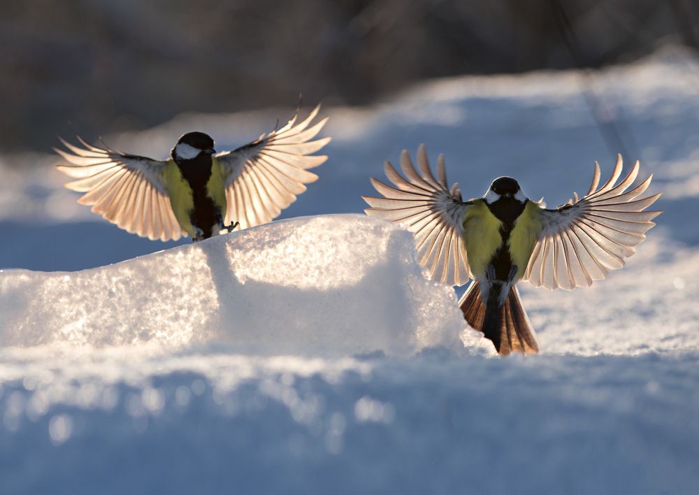 Photograph by Баранов Олег