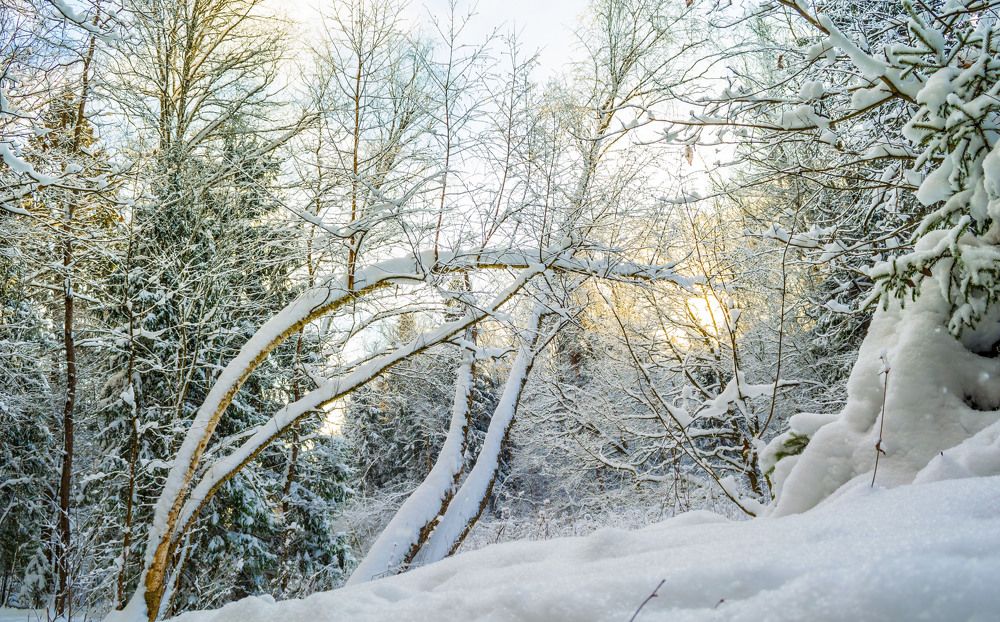 Стремление к свету