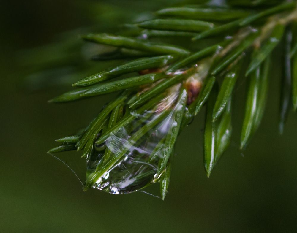 Капля смолы