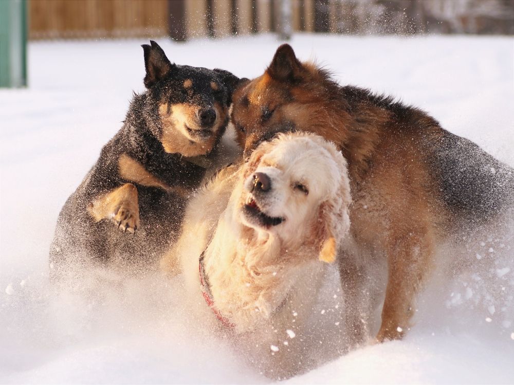 Весёлые друзья
