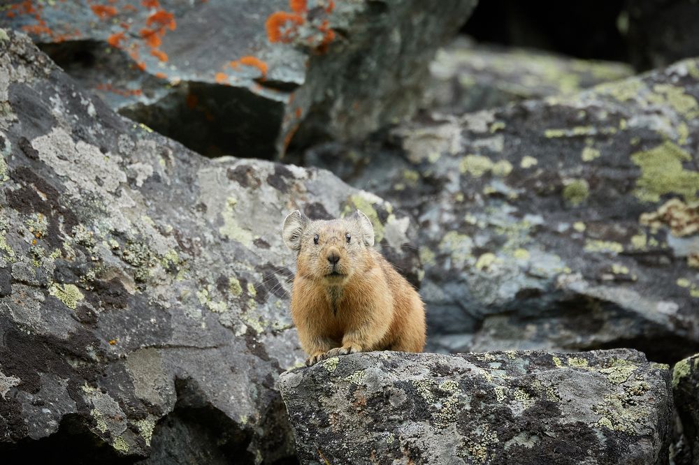 Photograph by Глеб Заходякин