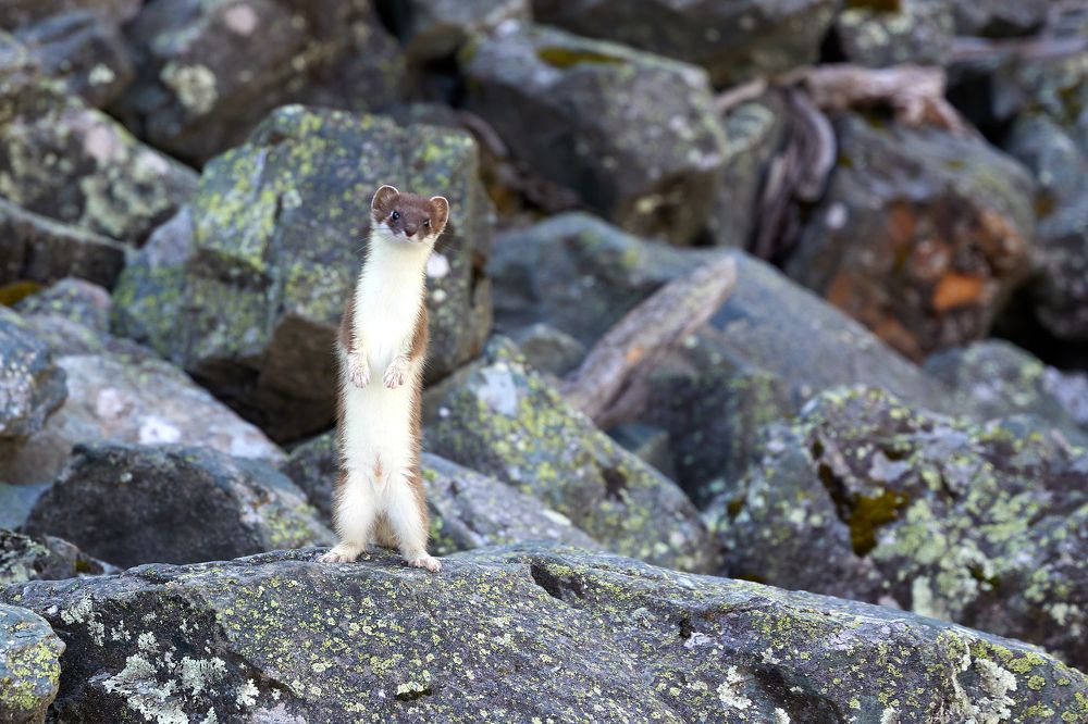 Photograph by Глеб Заходякин