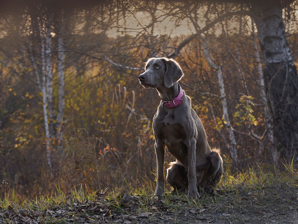 Веймаранер