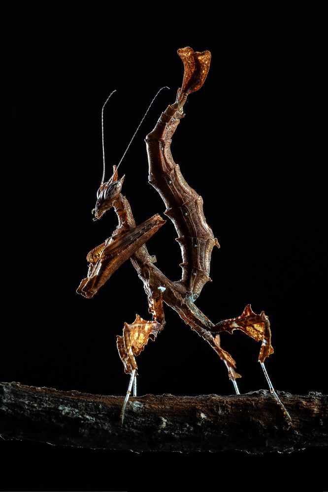 Photograph by Marcus Kam