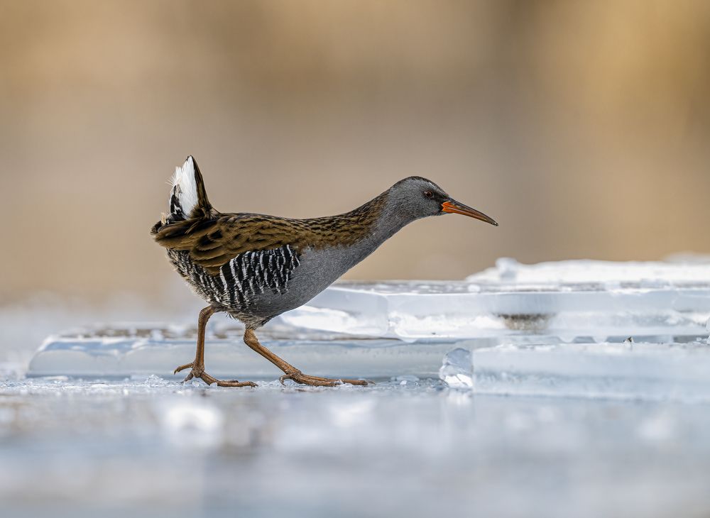 Photograph by Tímea Ambrus