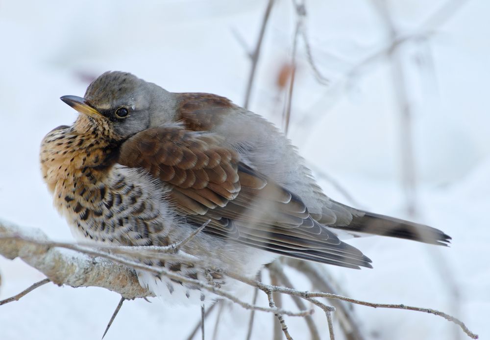 Остаемся зимовать