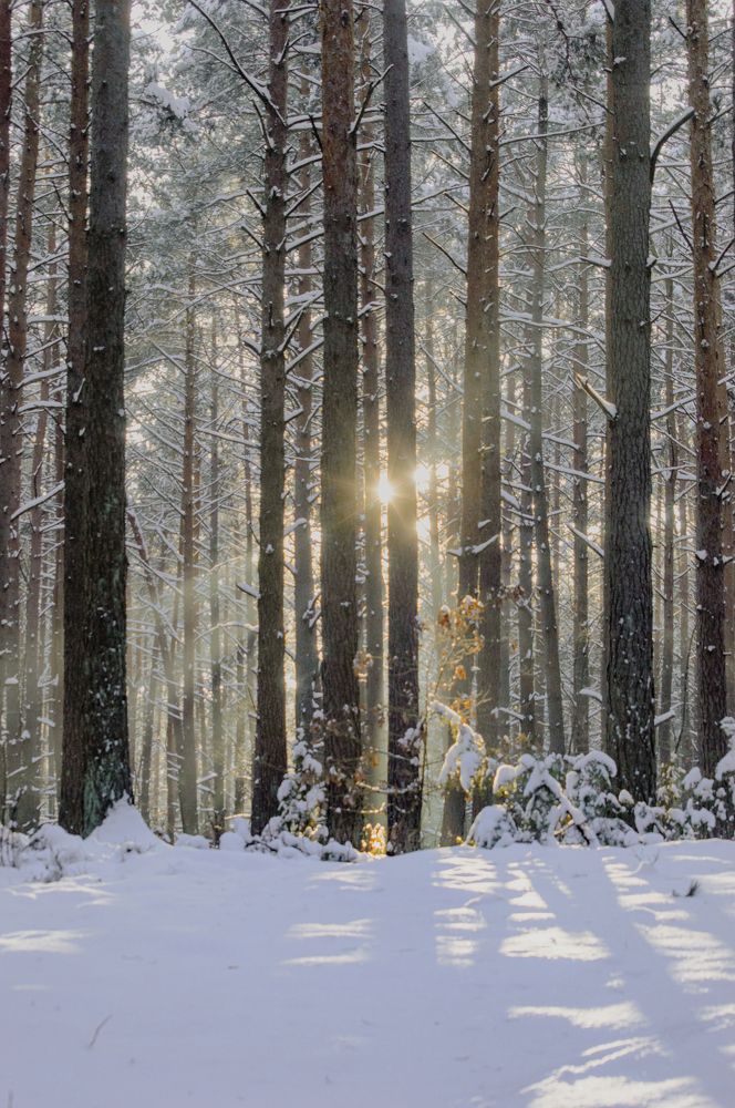 Photograph by Елена Кошелева