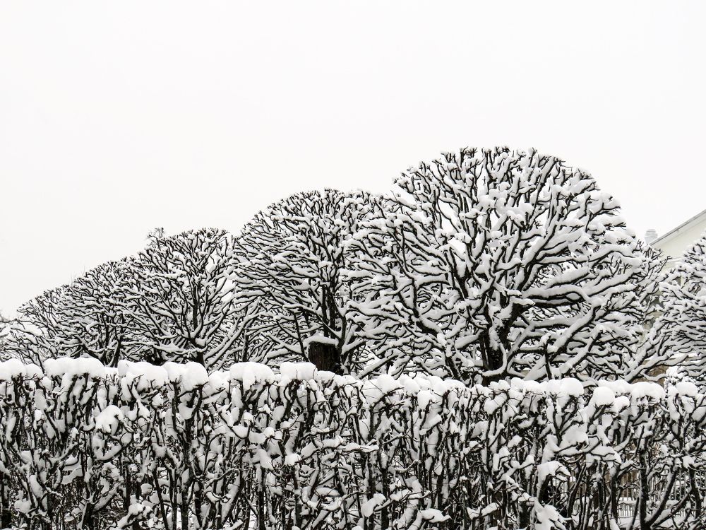 Trees-balls under snow