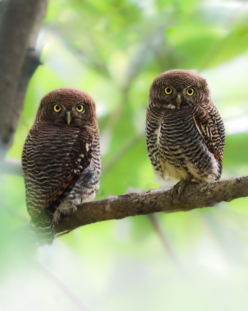 Two owlets on a branch