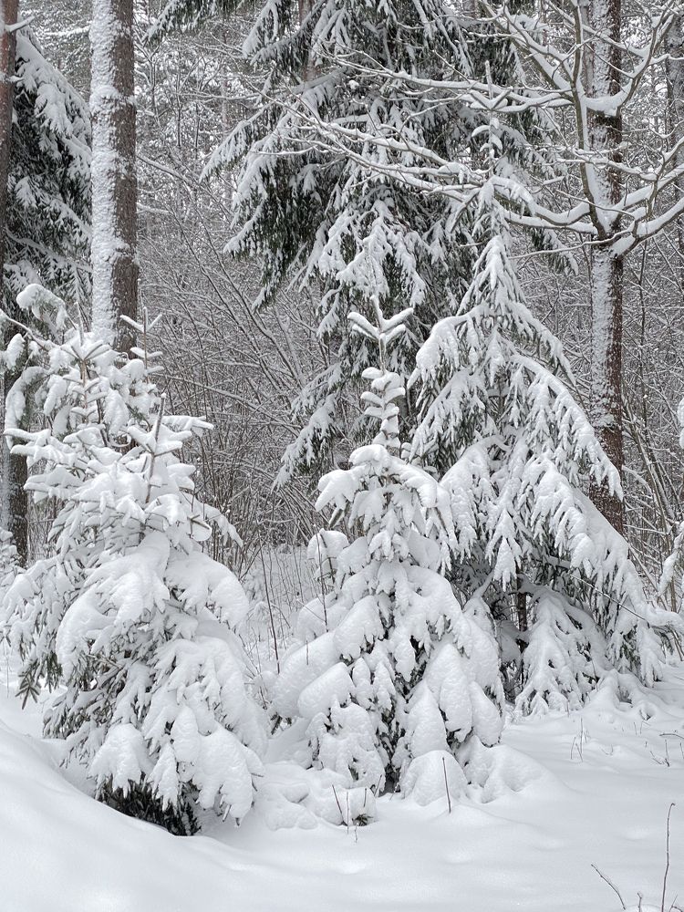 Фотография автора Лариса Гришкевич