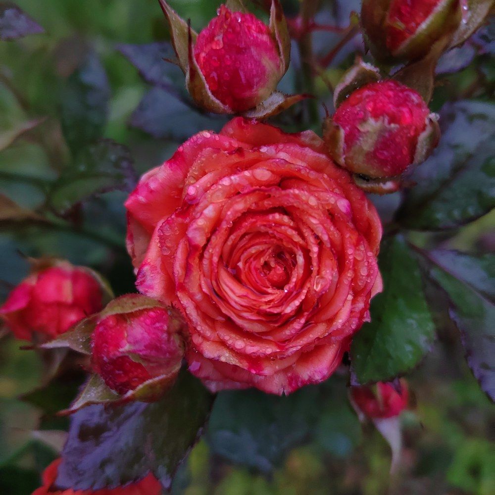 Photograph by Faeron79