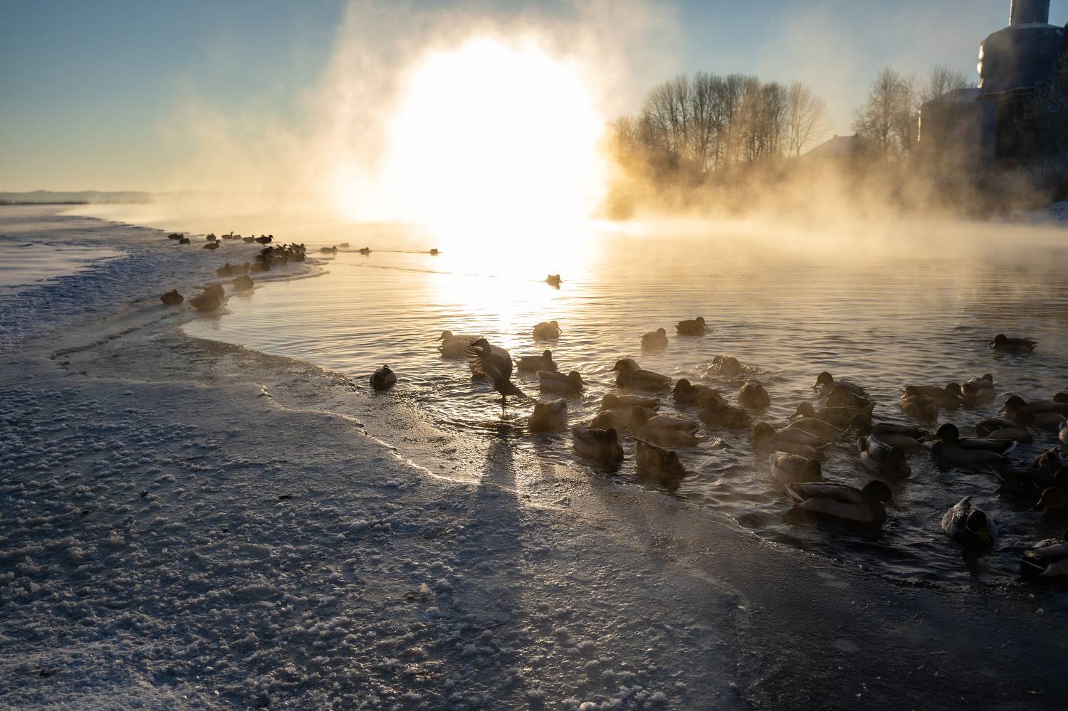 Photo #10115421