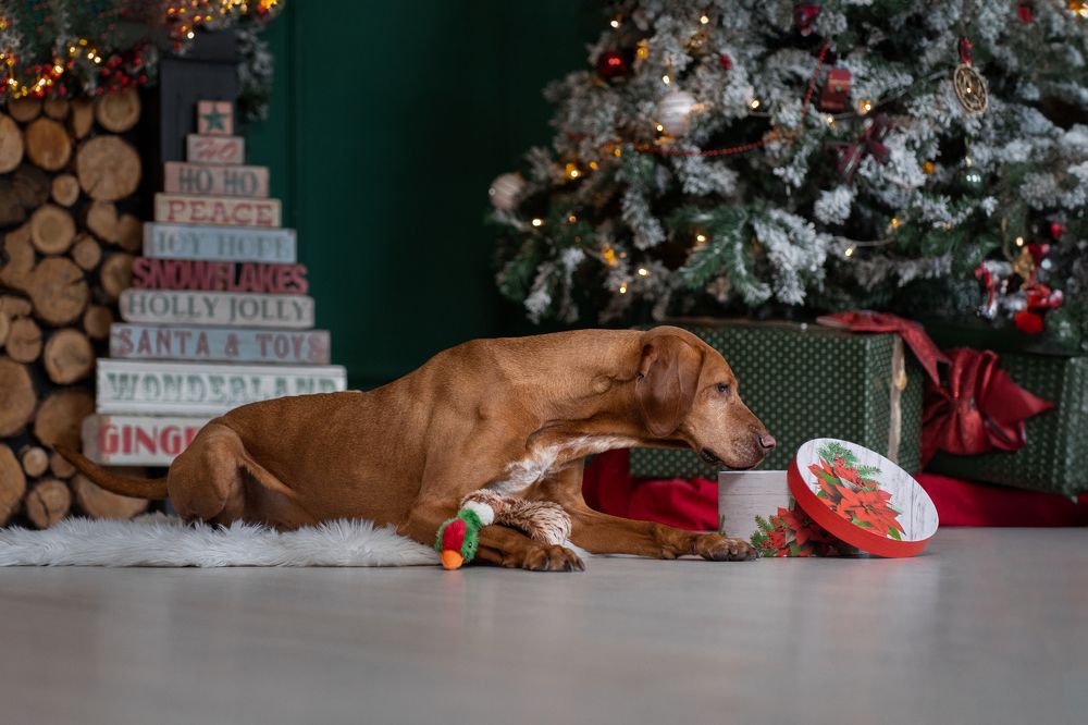 Фотография автора Krisztián Csalami