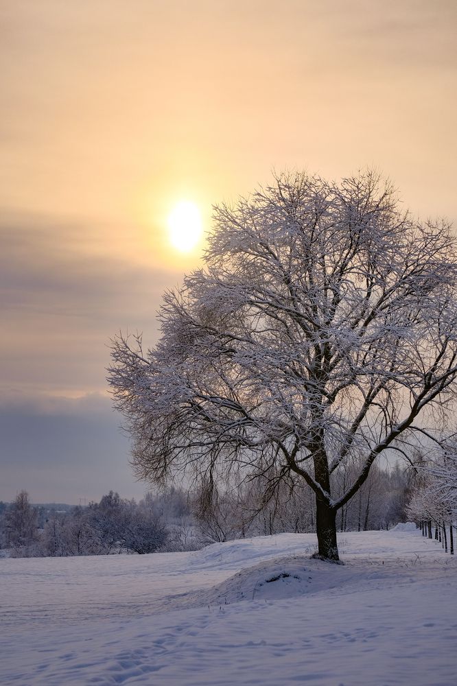 Фотография автора Александр Высоцкий